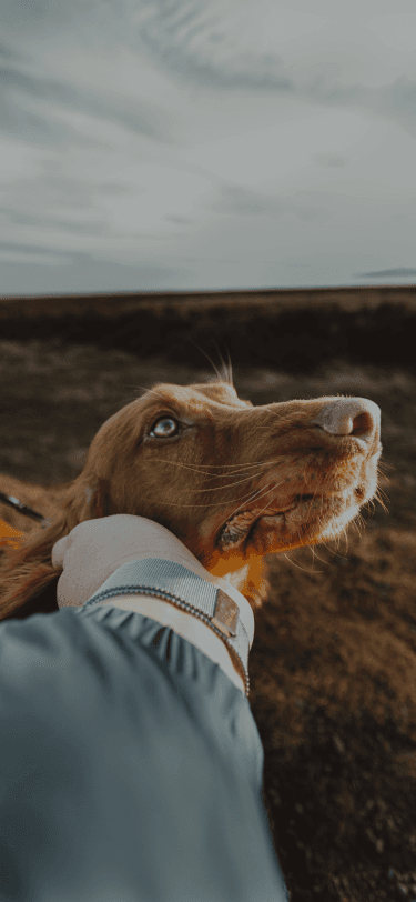 Pet care made simple, smart, and intentional