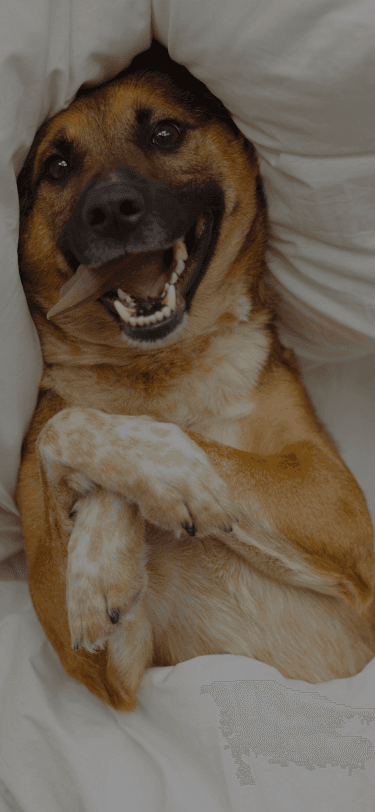 Clear answers to all your dog questions