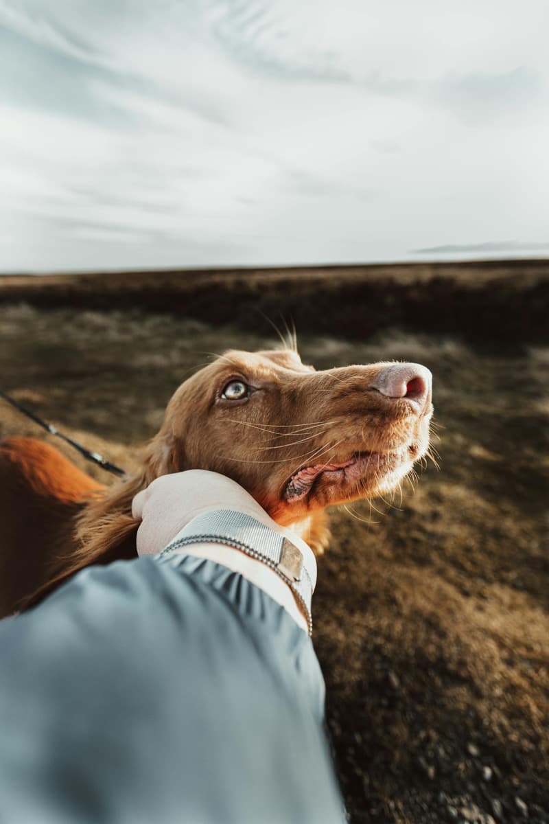 Pet care made simple, smart, and intentional